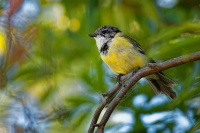 Pistec zlaty - Pachycephala pectoralis - Australian golden whistler 4244